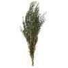 25-36" Green Lepto Longifolia Bundle 6oz - view 1 of 4