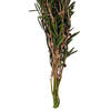25-36" Green Lepto Longifolia Bundle 6oz - view 3 of 4