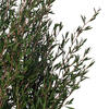 25-36" Green Lepto Longifolia Bundle 6oz - view 2 of 4