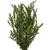 18-22" Green Parvafolia Stem Bundle -5oz - view 1 of 4