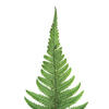 16-18" Green Parchment Fern Stem 10/Pk - view 2 of 5