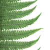 16-18" Green Parchment Fern Stem 10/Pk - view 4 of 5