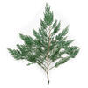 Vickerman 18-24"  Port Orford Green Cedar Branches, Preserved - view 1 of 4