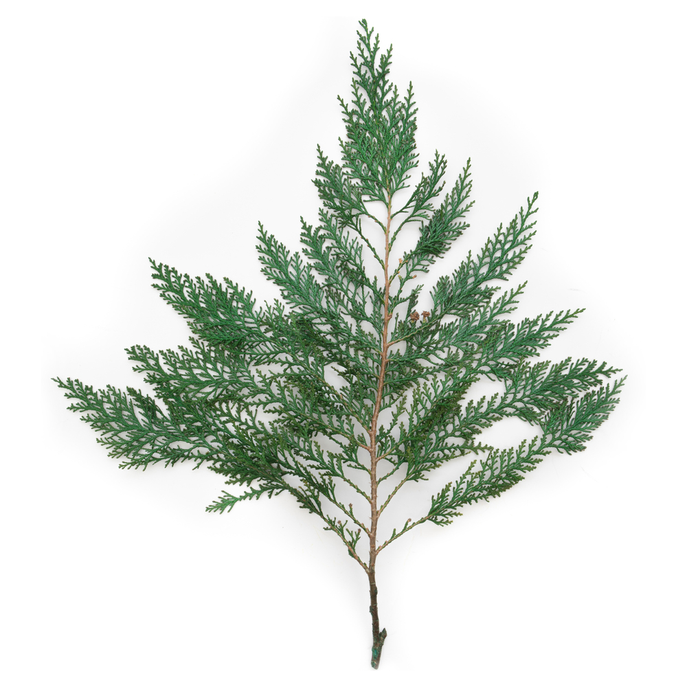 Vickerman 18-24"  Port Orford Green Cedar Branches, Preserved
