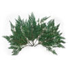Vickerman 18-24"  Port Orford Green Cedar Branches, Preserved - view 4 of 4
