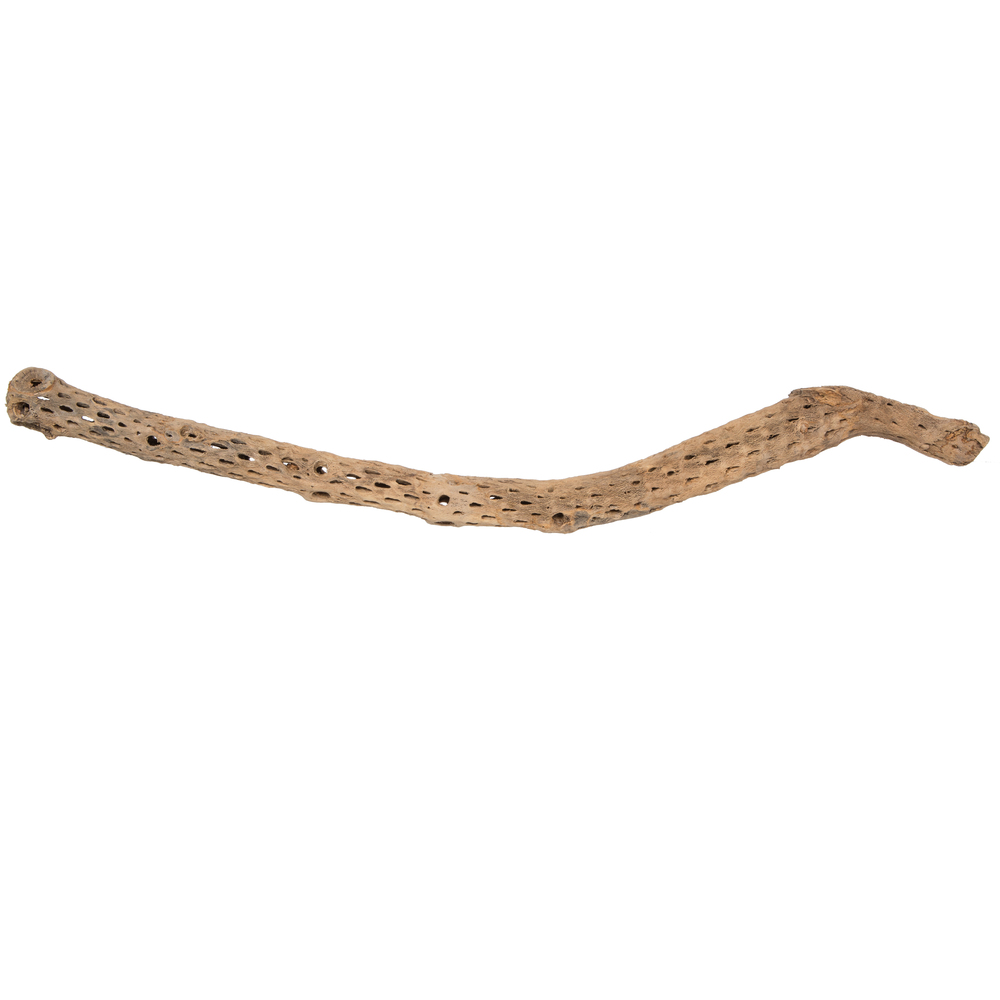 Vickerman Natural Cholla Cactus Segment, Dried