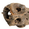 Vickerman Natural Cholla Cactus Segment, Dried - view 3 of 5