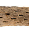 Vickerman Natural Cholla Cactus Segment, Dried - view 4 of 5
