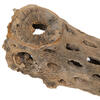 Vickerman Natural Cholla Cactus Segment, Dried - view 2 of 5