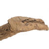 Vickerman Natural Cholla Cactus Segment, Dried - view 5 of 5