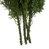 8-10" Green Foxtail Fern 16 Stem Bunch - view 6 of 7