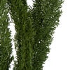 8-10" Green Foxtail Fern 16 Stem Bunch - view 5 of 7