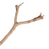 Vickerman Manzanita Tree Branch, Dried - view 2 of 5