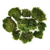 Premium Green Mood Moss - 2.75 lbs/Bx - view 1 of 6