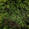 Premium Green Mood Moss - 2.75 lbs/Bx - view 4 of 6