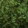 Premium Green Mood Moss - 2.75 lbs/Bx - view 6 of 6