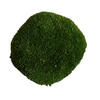 1 Lb. Apple Green Pole Moss - view 2 of 5