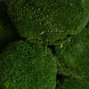 1 Lb. Apple Green Pole Moss - view 4 of 5