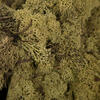 Vickerman Natural Botanicals Reindeer Moss - view 2 of 3