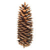 9.5"-10" Sugar Pinecone 7/Pack - view 1 of 3
