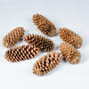 9.5"-10" Sugar Pinecone 7/Pack - view 2 of 3