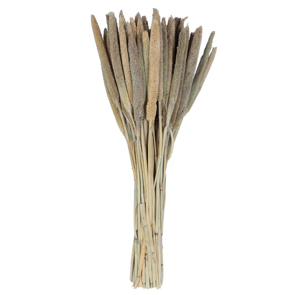 Vickerman Natural Botanicals 24" Babala Natural, 75/Pk