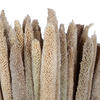 Vickerman Natural Botanicals 24" Babala Natural, 75/Pk - view 2 of 6