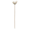 20" Bullet Flower Bleached Stems 50/pk - view 1 of 8