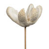 20" Bullet Flower Bleached Stems 50/pk - view 3 of 8