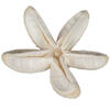 2.36" Bullet Flower Bleached 50/pk - view 1 of 4