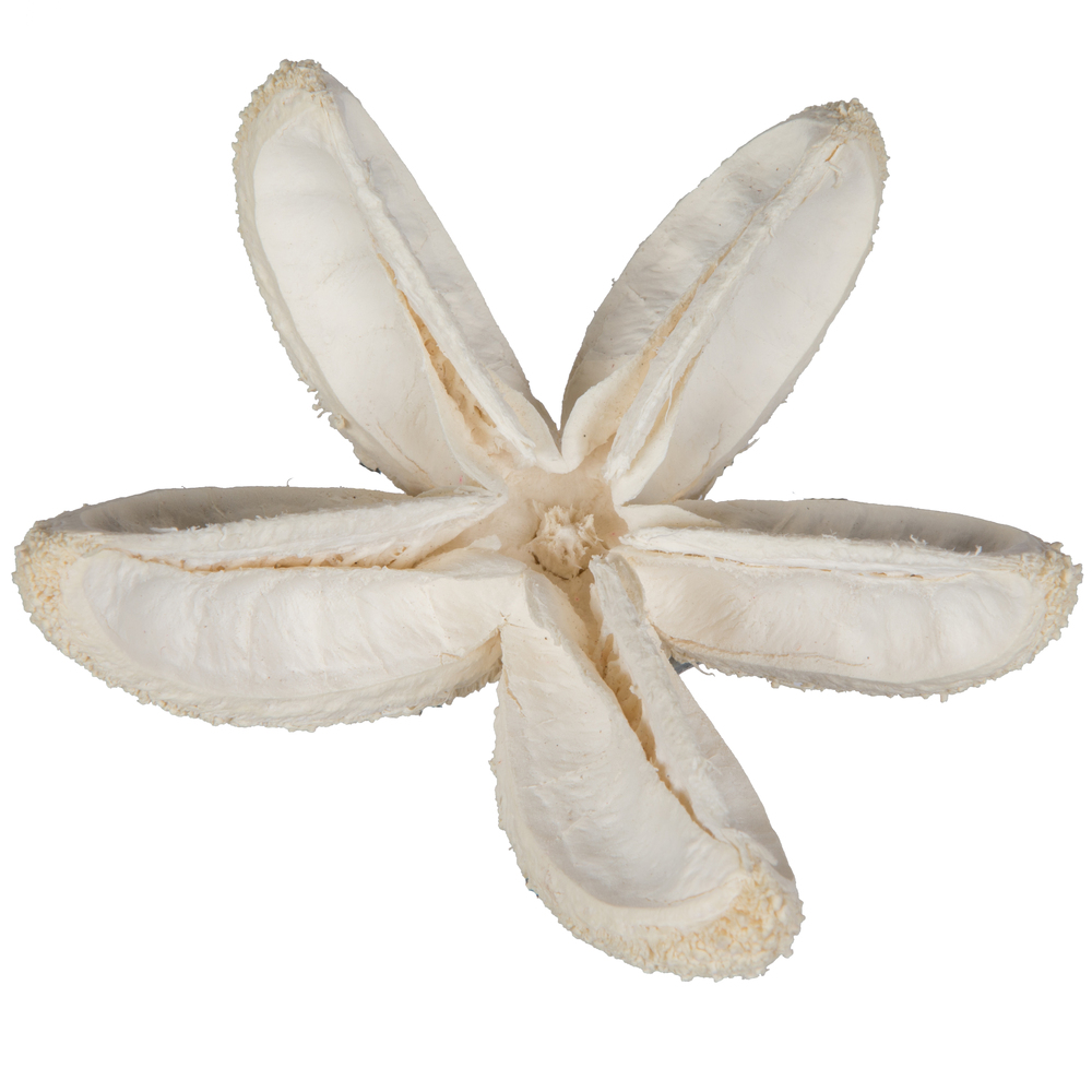 2.36" Bullet Flower Bleached 50/pk