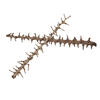 32" Coco Exotica Natural 2/pk - view 5 of 5