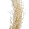 8"-12" Khejur Jhar Bleached Palm 25/pk - view 3 of 5