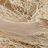 8"-12" Khejur Jhar Bleached Palm 25/pk - view 4 of 5