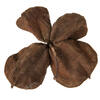 3.2"-4" Land Lotus 50/pk - view 5 of 6