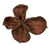 3.2"-4" Land Lotus 50/pk - view 3 of 6