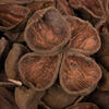 3.2"-4" Land Lotus 50/pk - view 6 of 6