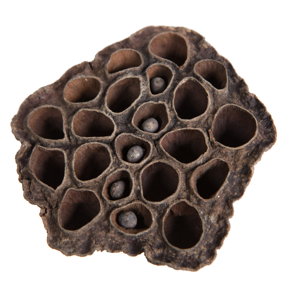 Vickerman Natural Botanicals Lotus Pod