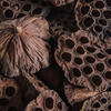 Vickerman Natural Botanicals Lotus Pod - view 3 of 4