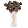 20" Lotus Pod Medium on Stem 50/pk - view 1 of 5