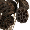 20" Lotus Pod Medium on Stem 50/pk - view 5 of 5
