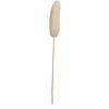 20" Bleached Luffa on Stem 25/pk - view 1 of 8