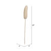 20" Bleached Luffa on Stem 25/pk - view 7 of 8