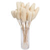 20" Bleached Luffa on Stem 25/pk - view 8 of 8