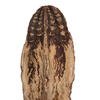 2.8" Mahogany Pods Natural 100/pk - view 3 of 6