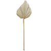 16-20" x 5" Dried Nat Palm Spear 50/pk - view 1 of 7