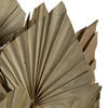 16-20" x 5" Dried Nat Palm Spear 50/pk - view 4 of 7