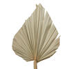16-20" x 5" Dried Nat Palm Spear 50/pk - view 3 of 7
