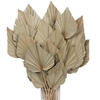 16-20" x 5" Dried Nat Palm Spear 50/pk - view 5 of 7