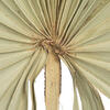 32-40" Natural Palm Leaf Uncut 12/bg - view 3 of 5